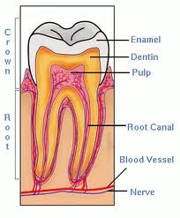 T | Bellingham Dentist | Dental Implants | Northside Dental Care T | Bellingham Dentist | Dental Implants | Northside Dental Care